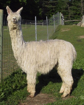 Alpaca For Sale - Bouldermont's Camille at Bouldermont Farm Suri Alpacas 